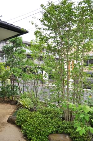 ヤマボウシの花 紅葉 果実の魅力を解説 ナチュラルな樹形はシンボルツリーにもおすすめです 千葉県 東京都の造園 植栽 庭施工 造園業専門店 新美園