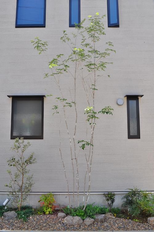 アオダモの魅力とは 育て方の解説 植栽実例もご紹介 千葉県 東京都の造園 植栽 庭施工 造園業専門店 新美園