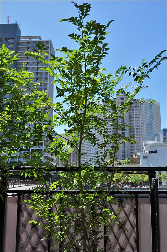 シマトネリコの特徴と魅力 成長力を想定してシンボルツリーや鉢植えで楽しもう 千葉県 東京都の造園 植栽 庭施工 造園業専門店 新美園