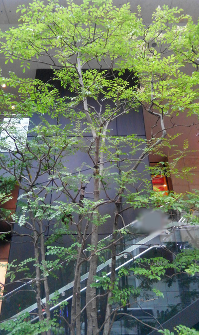 シマトネリコ 植木を選ぶ4視点 庭木におすすめな種類の特徴 植栽実例解説 千葉県 東京都の造園 植栽 庭施工 造園業専門店 新美園