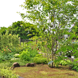 ジューンベリーの花や果実 紅葉を楽しもう シンボルツリーとしての植栽実例や育て方の解説も 千葉県 東京都の造園 植栽 庭施工 造園業専門店 新美園
