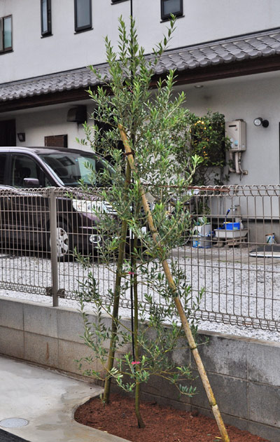 実も楽しいオリーブの木を解説 洋風シンボルツリーや鉢植えの植栽実例もご紹介します 千葉県 東京都の造園 植栽 庭施工 造園業専門店 新美園
