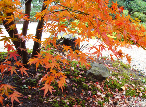 イロハモミジの特徴と魅力 樹形や成長傾向の解説 自然なシンボルツリーとしての実例もご紹介 千葉県 東京都の造園 植栽 庭施工 造園業専門店 新美園