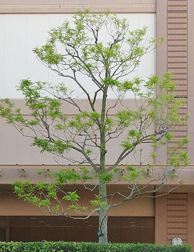 単幹樹形のシマトネリコ