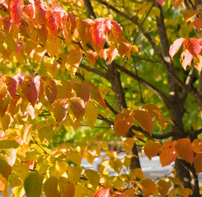 ヤマボウシ 紅葉 ヤマボウシ ウルフアイ 紅葉