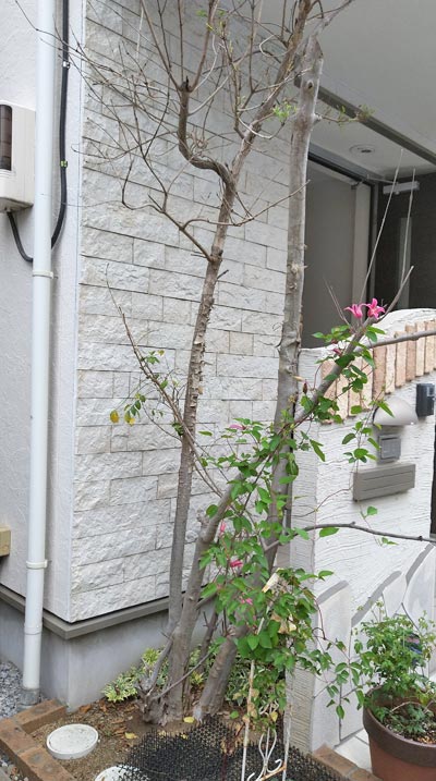 シマトネリコ 植木を選ぶ4視点 庭木におすすめな種類の特徴 植栽実例解説 千葉県 東京都の造園 植栽 庭施工 造園業専門店 新美園