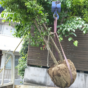 庭木 植木を選ぶ5つのポイントとは 常緑 落葉の違いや環境を踏まえて木の季節感を楽しもう 千葉県 東京都の造園 植栽 庭施工 造園業専門店 新美園