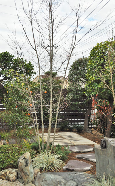 4種類に分かれる 株立ち樹形 を解説 ナチュラル感の魅力や代表的な庭木も紹介します 千葉県 東京都の造園 植栽 庭施工 造園業専門店 新美園