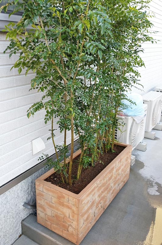 入荷予定商品の通販 シマトネリコ 雑木 シンボルツリー 鉢植え 地植え 