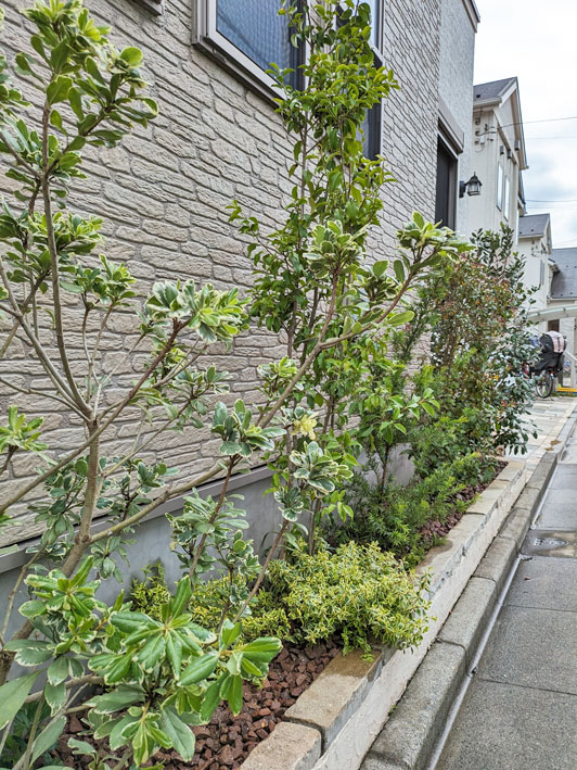 明るい葉色の低木がもたらす景観効果